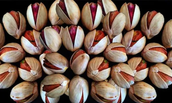 خرید پسته کله قوچی درشت + بهترین قیمت