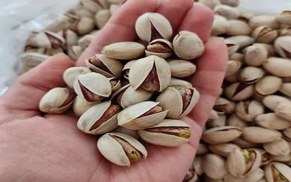 خرید پسته کله قوچی صادراتی + بهترین قیمت